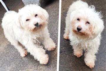 Hunde-Omi Bonny hat kein leichtes Leben hinter sich: Jetzt zählt bei ihr jeder einzelne Tag