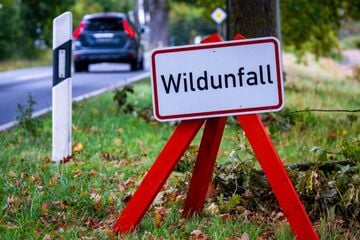 Wildunfälle auf Thüringens Straßen: Das rät die Polizei