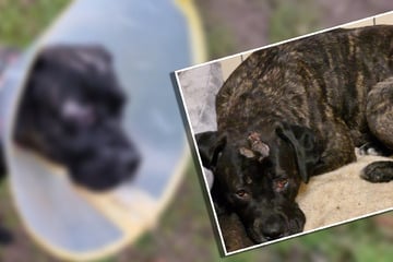 Schwer verletzt und voller Angst ins Tierheim: Wird für Cane-Corso-Mädchen Hope jetzt alles gut?