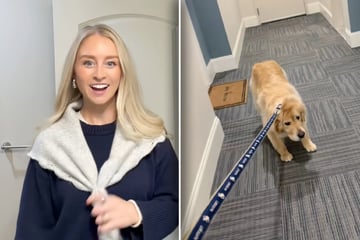 Golden Retriever weigert sich, mit Frauchen rauszugehen: Grund amüsiert so viele