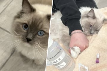 Cat owner asks Reddit for advice, but commenters are instantly horrified: "The fear I felt seeing this"