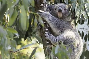 "Im schlimmsten Fall kriegen die Schluckauf": Tierpfleger in Sorge um ängstliches Koala-Kind