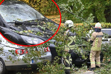 Unwetter sorgen für Schäden: Umgestürzter Baum zerstört mehrere Autos