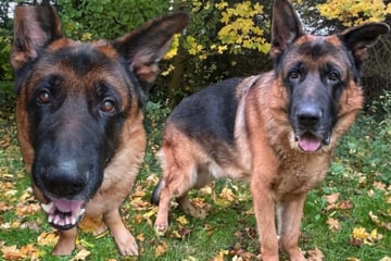 Ein großes, freundliches Dickerchen sucht ein Zuhause: "Wo Yacko ist, scheint die Sonne"