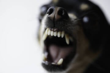 Bei Festnahme des Halters: Hund bei Polizeieinsatz erschossen