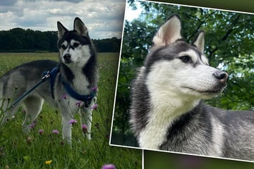 Husky wegen Tierwohlgefährdung sichergestellt: Jetzt soll für Boomer alles gut werden