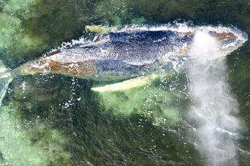 Gestrandeter Buckelwal lebt noch immer: Eilantrag auf Rettung zurückgezogen