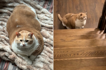 Chubby cat delights TikTok with his stair climbing journey!