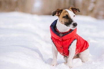 4 schöne Hundewintermäntel für Winterspaß mit Kälteschutz