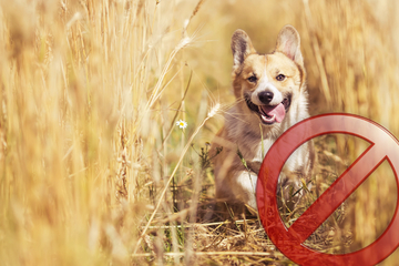 3 Gründe, warum dein Hund nicht durch hohes Gras laufen sollte