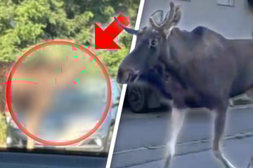 Tierischer Besucher: Elch sorgt für Aufregung