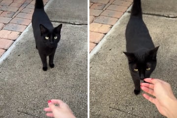 Katze wird von ihrer Besitzerin zurückgelassen, doch dann erhält sie unerwartete Hilfe