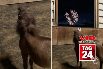 Viral Video of the Day for September 6, 2024: Mini horse catches fireworks for first time – and shooting star!