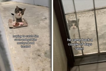 Family finds stray cat on their doorstep, but then they notice something unusual