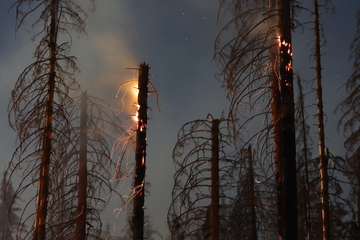 Waldbrandgefahr in Sachsen-Anhalt steigt: Hoch "Wiola" bringt Trockenheit