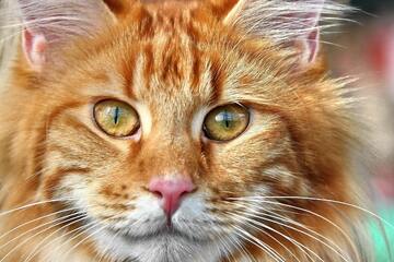 Rote Katzen sind immer Männchen und aggressiver - stimmt das?