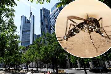 Frankfurt: Behörden sind machtlos: "Tödlichste Tier der Welt" breitet sich in Frankfurt aus