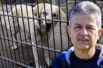 Überfüllte Tierheime in Sachsen: Tiere ukrainischer Flüchtlinge bereiten Probleme