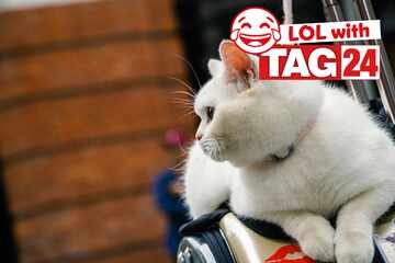 Joke of the Night for June 21, 2025: A cat joke to make you smile for Caturday