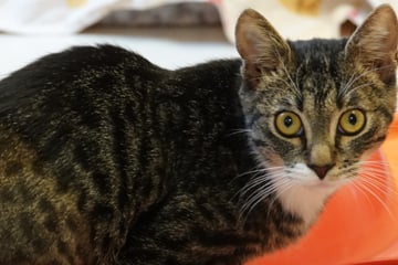 Tierarzt hatte keine andere Wahl, doch Igor lässt sich vom Schicksal nicht aufhalten