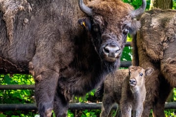 Chemnitz: Nachwuchs für Tierpark-"Spakko": Süßes Wisent-Kälbchen sorgt für Lichtblick in Chemnitz