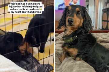 Dog is paralyzed after tragic accident – his cat best friend has heartbreaking reaction when she realizes