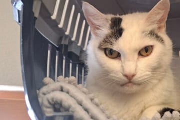 Die Seniorin mit dem finsteren Blick: Hat Terry eine zweite Chance verdient?