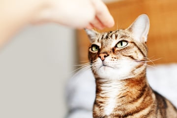 Stubborn house cat: This is the best way to make your cat aware of you