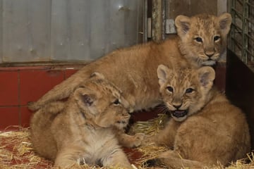 Süßer Nachwuchs im Kölner Zoo: Drei kleine Löwen wagen sich erstmals nach draußen