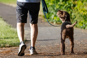 Hund springt auf Straße und verursacht Unfall, danach flüchtet der Besitzer mit Tier