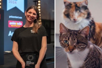 Petfluencer des Jahres: Zwei Katzen, ein Auge und eine riesige Fangemeinde!