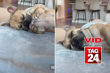 viral videos: Viral Video of the Day for December 22, 2024: Pup stretches himself to sleep in adorable TikTok!