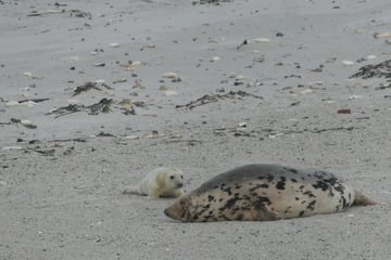 Erste Kegelrobben-Babys auf Helgoland geboren