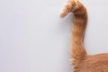 Why do cats wag their tails? What's with the tail flick?