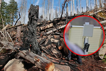 Sensoren im Harz sollen bei Waldbränden auslösen: Warum tun sie es nicht?