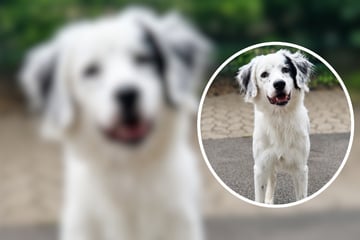 Kleiner "Rambo" sucht neues Zuhause: Warum Junghund Anjo noch nicht bei jedem landen kann