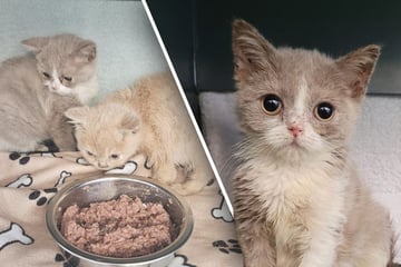 Babykatzen einfach in Karton ausgesetzt: Dann folgt die schreckliche Diagnose