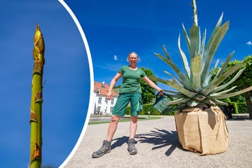 Dresden: Wackerbarth-Agave will nur einmal blühen, bevor sie stirbt