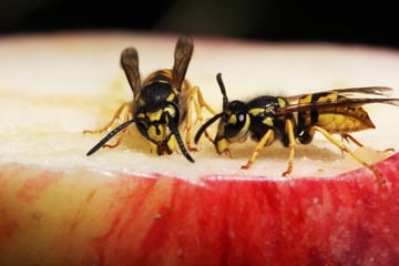 Wespen vertreiben: Hausmittel zum Wespen bekämpfen