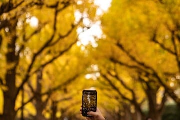 One in three tree species at risk of extinction, new report finds