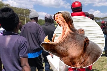 Vom Jäger zum Gejagten: Vier Teenager brutal von Nilpferd-Herde getötet