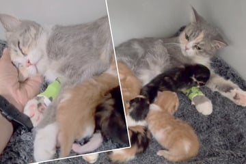 Schwer kranke Katze bringt vier Babys zur Welt und landet im Tierheim: "Wie unverschämt und anmaßend"