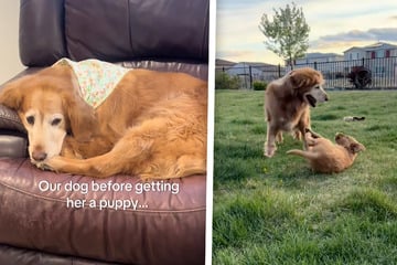 Hunde-Seniorin bekommt Goldie-Welpen "geschenkt": Ihre Reaktion ist so herzergreifend