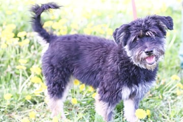 Terrier-Mix Charly ist klein, aber oho! Findet der Hund noch sein Plätzchen?