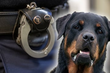 Mann sorgt für Aufruhr in Hotel und hetzt Hund auf Polizisten