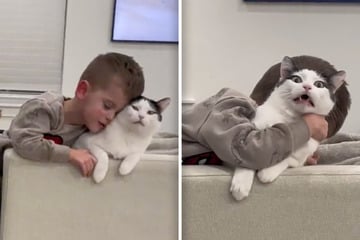 Cat cuddle session sparks "kitty SOS" and a viral video making millions laugh