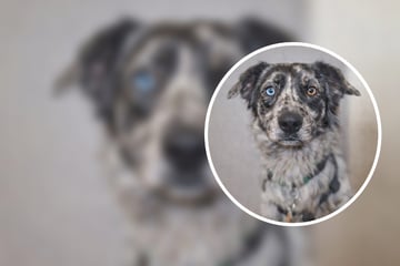 Junghund aus Animal-Hoarding-Hölle gerettet: Brian hofft auf einen Neuanfang