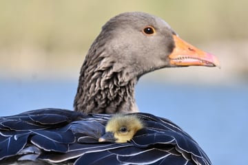 Vogelgrippe bei toten Graugänsen in Oberbayern nachgewiesen