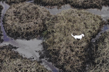 Hund droht im Watt kurz vor der Flut zu ertrinken: Dann haben seine Retter eine geniale Idee