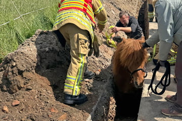 Dresden: Pferd stürzt in Graben und steckt fest: Feuerwehr muss helfen